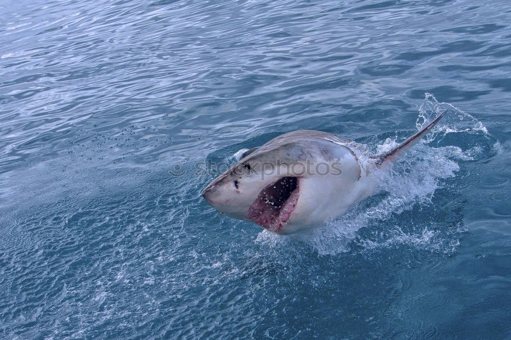 Similar – Foto Bild Gefahr gefährlich Haifisch