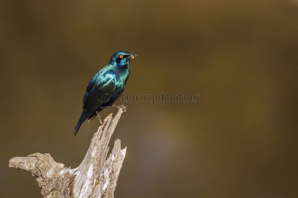 Similar – Image, Stock Photo Green Starling Nature