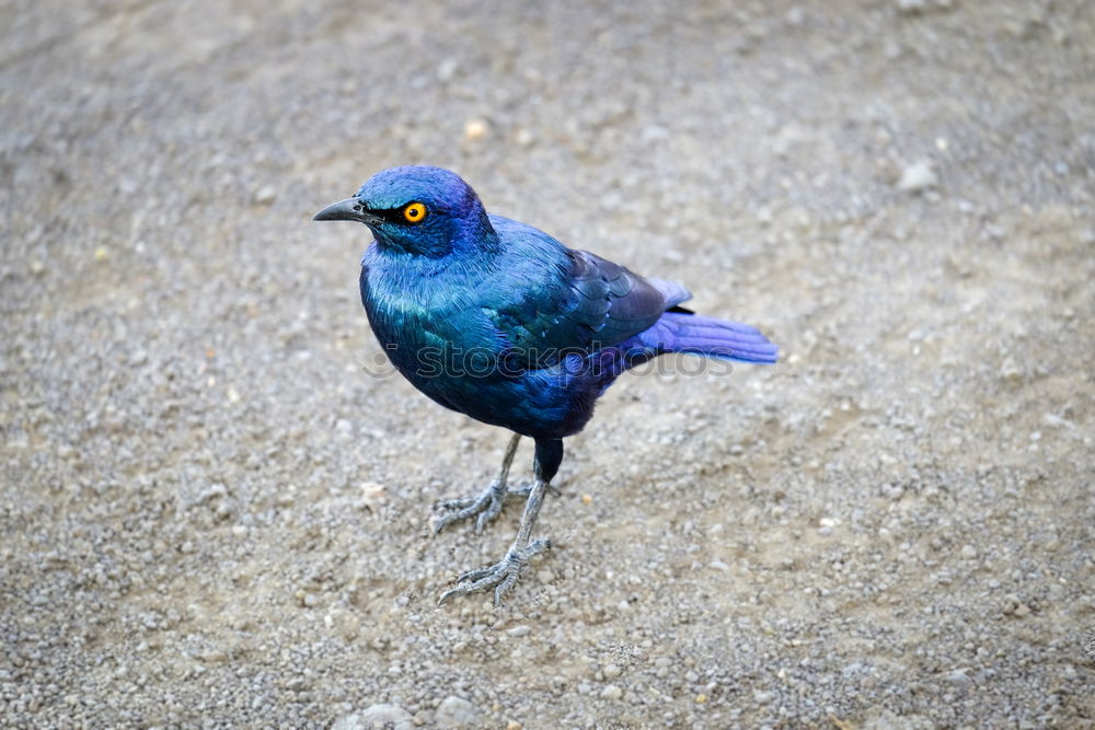 Similar – A colorful Superb Starling in Tanzania