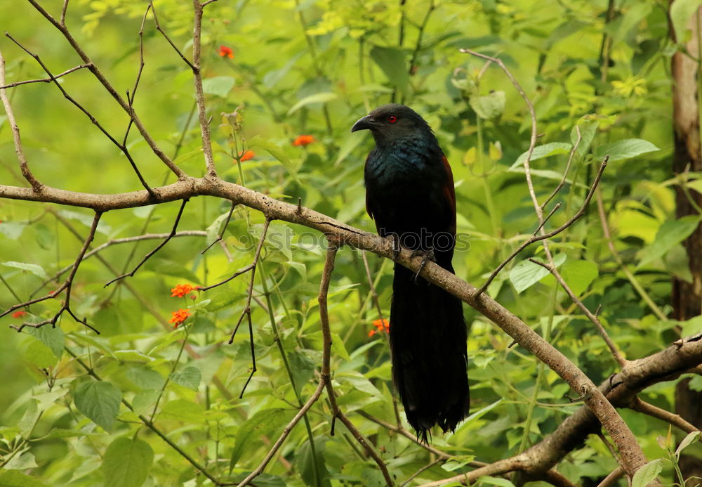 Similar – Image, Stock Photo Blackbird in a tree