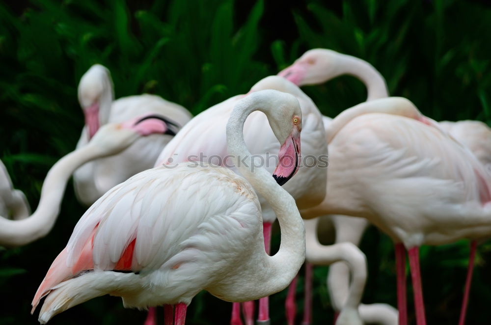 Similar – Flamingo im Zoo Flugtier