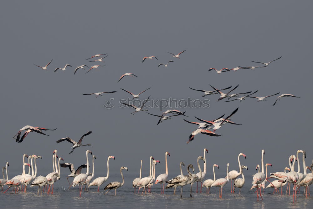 Similar – Image, Stock Photo a flock of seagulls flies up excitedly from a wooden jetty by the lake
