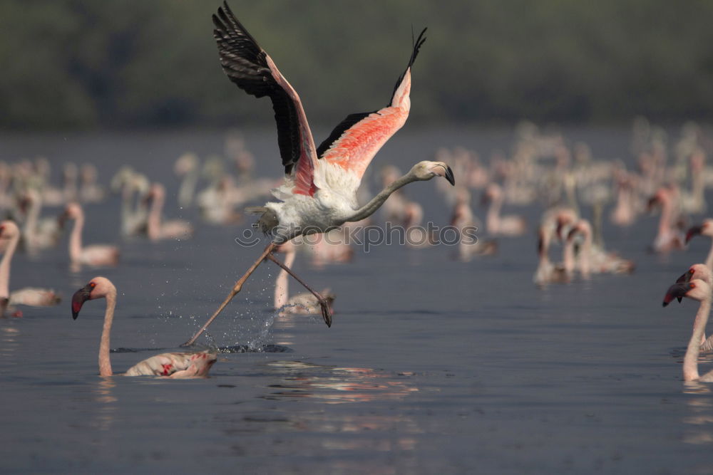 Similar – Image, Stock Photo greater flamingos Animal