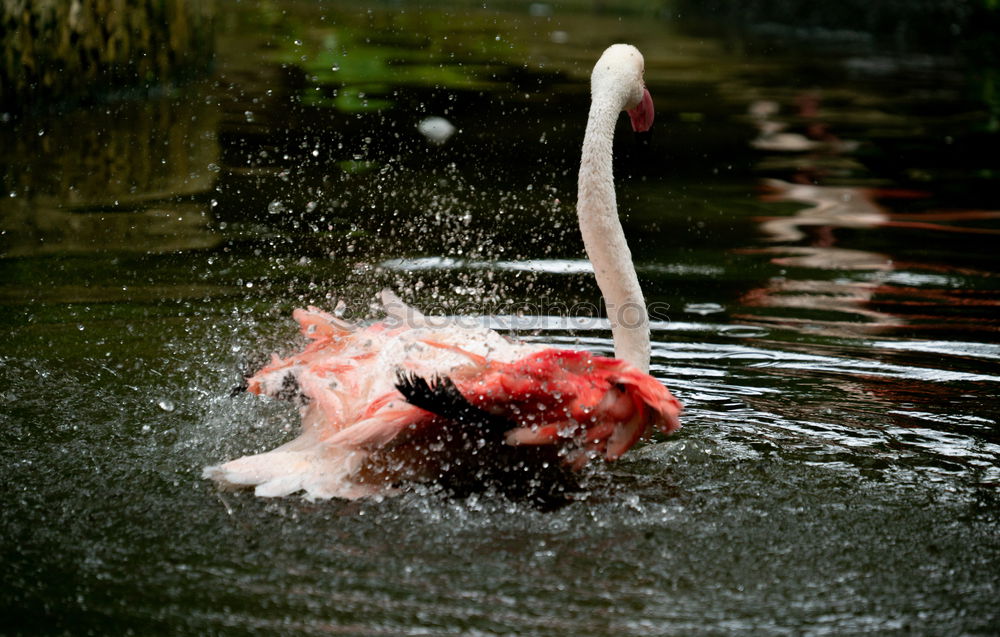 Similar – Image, Stock Photo legs Lakeside Animal