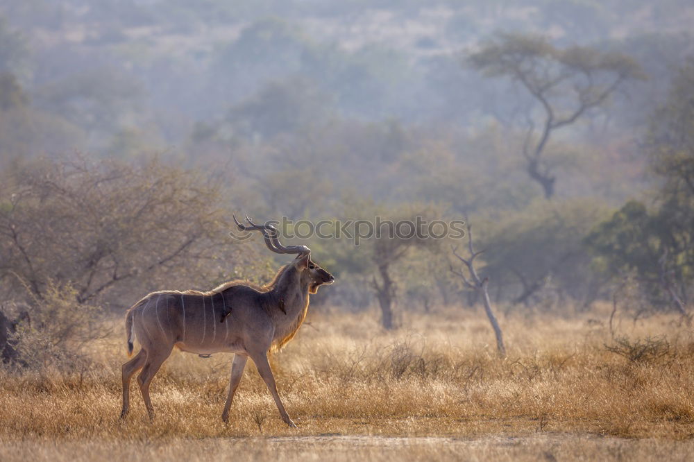 Similar – Crossing of two antelopes in the savannah