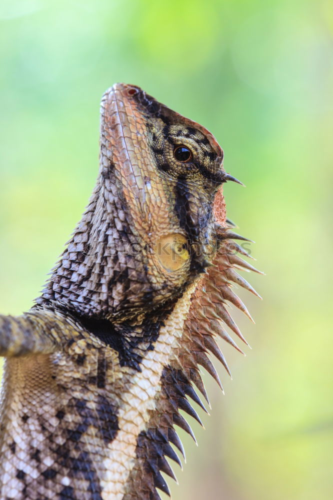 Similar – Image, Stock Photo Lizard of all colors on a trunk in a garden