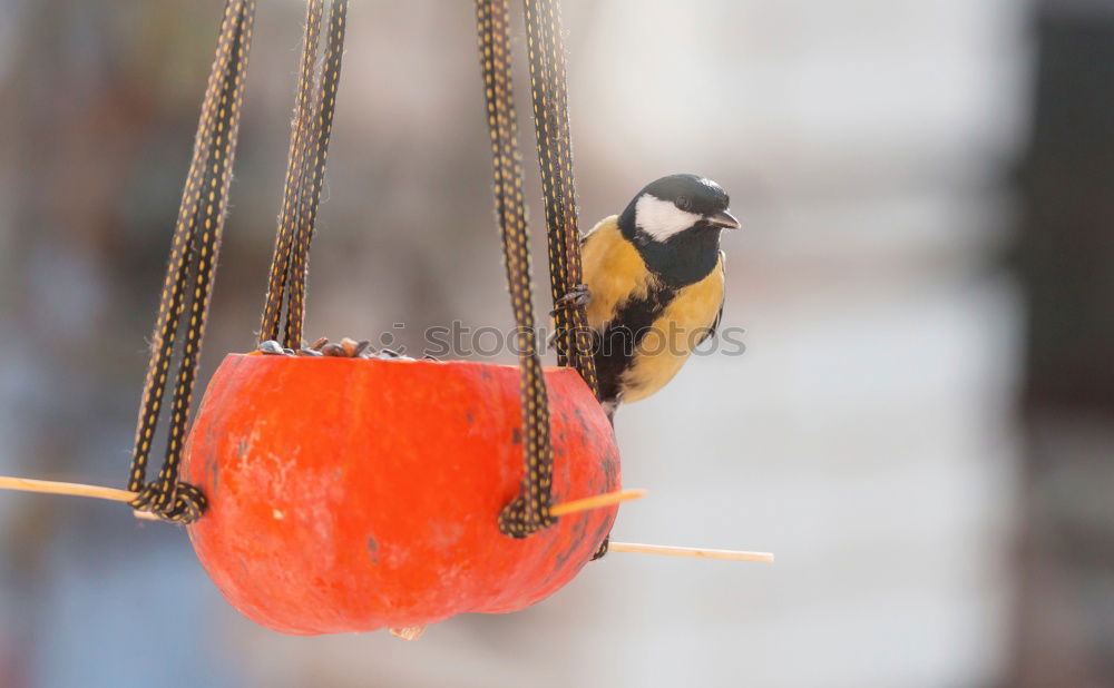 Similar – Image, Stock Photo blue tit on garden bird feeder