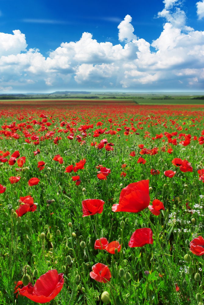 Similar – Image, Stock Photo red-green Beautiful Nature