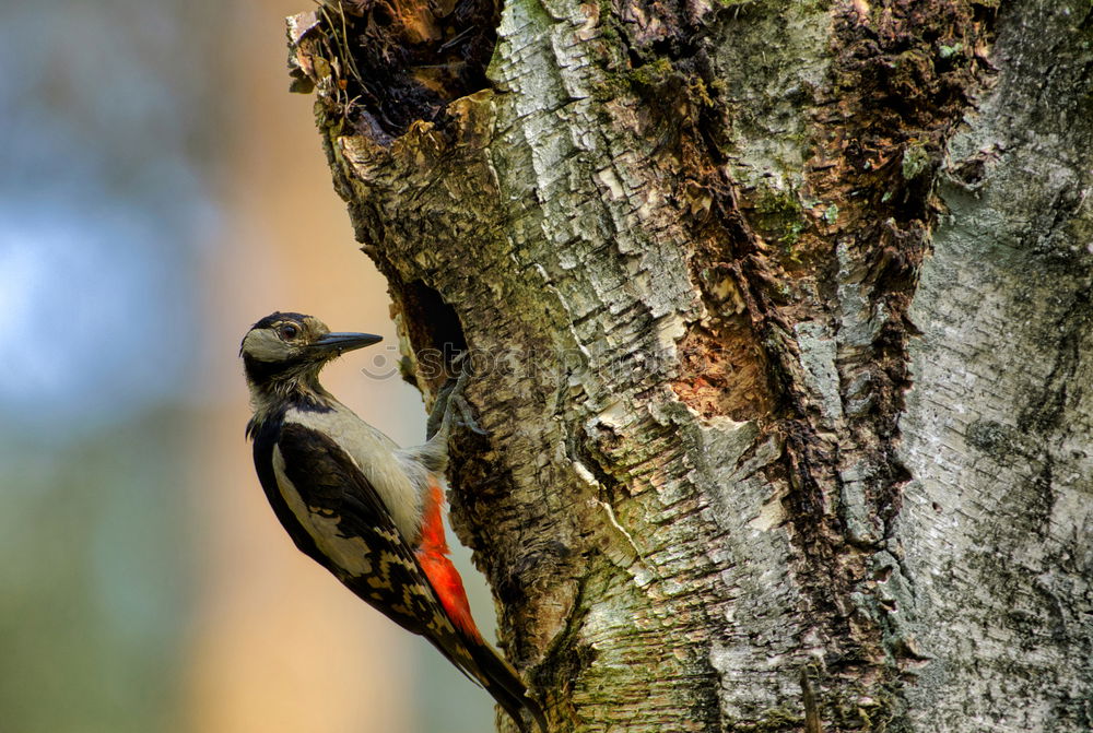 Similar – Little spotted woodpecker looks out of his tree hollow