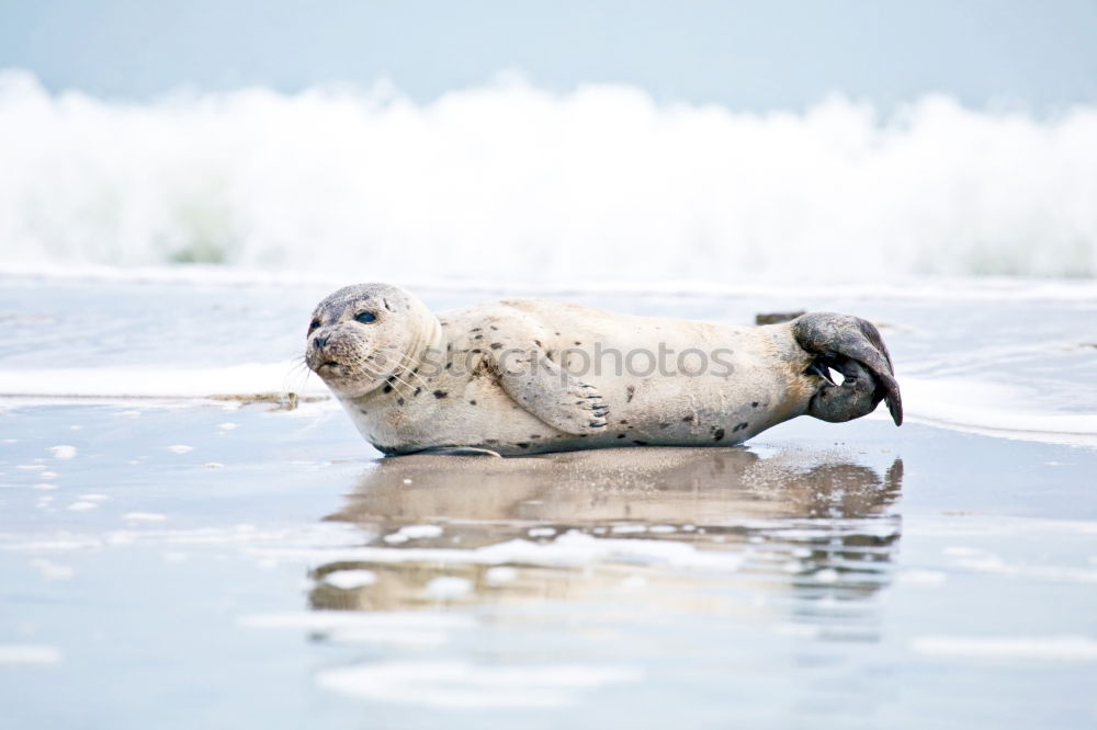 Similar – seal Environment Nature