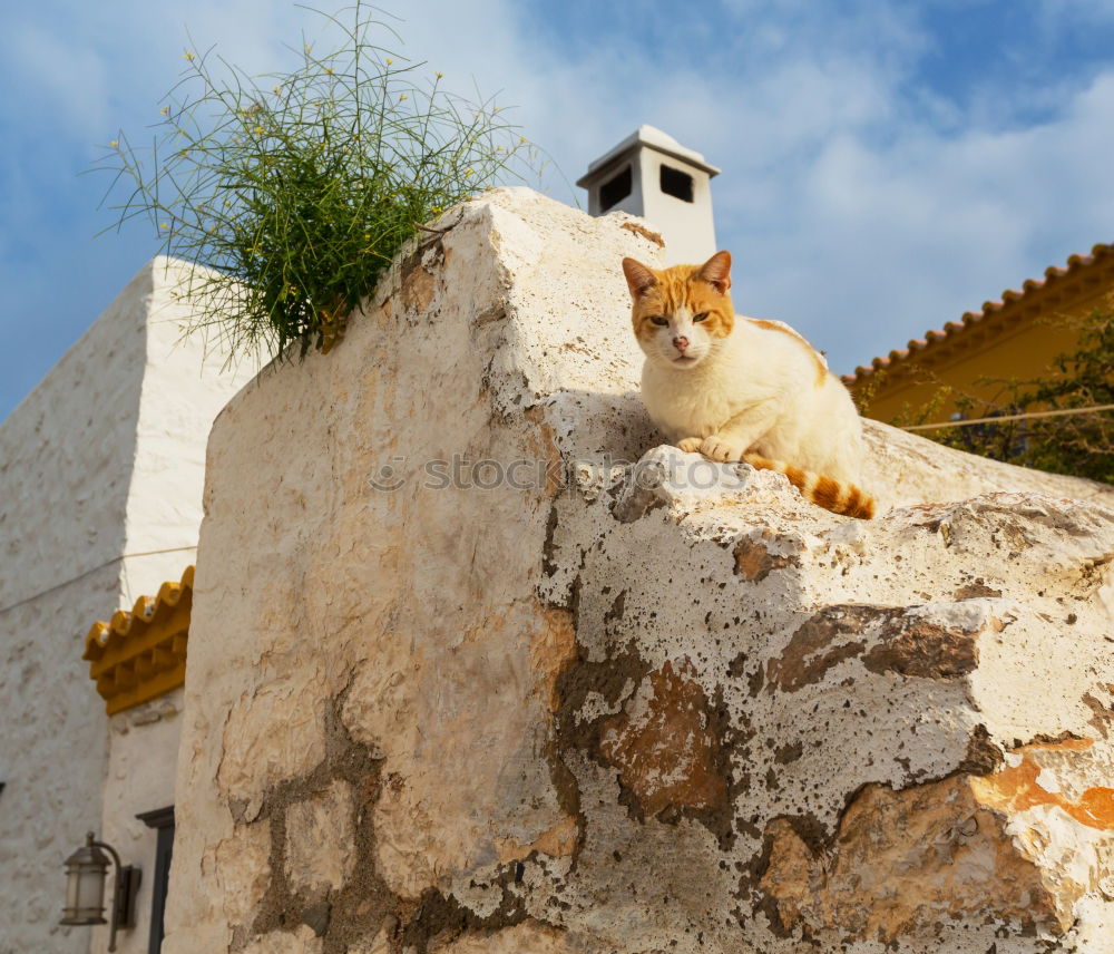 Similar – Image, Stock Photo after-lunch nap Animal Pet