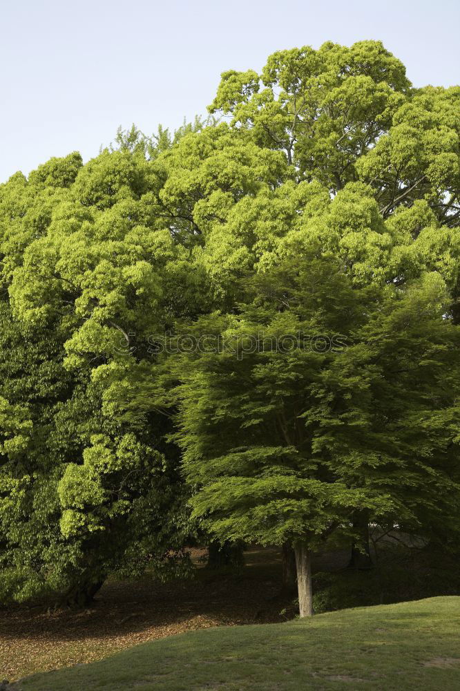 Similar – Image, Stock Photo City park in Dublin (2)