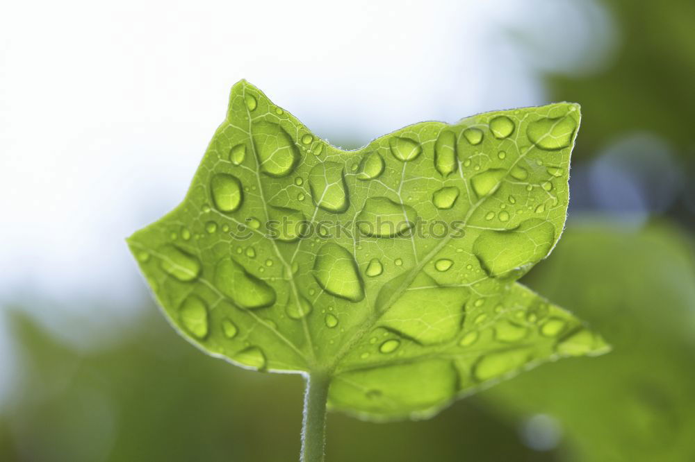 Similar – raindrops Rain Leaf Wet