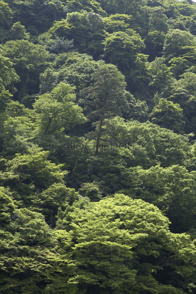 Similar – Image, Stock Photo Green mixed woods Forest