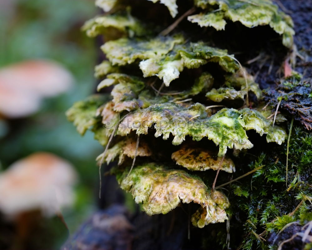 Similar – tree mushroom Tree