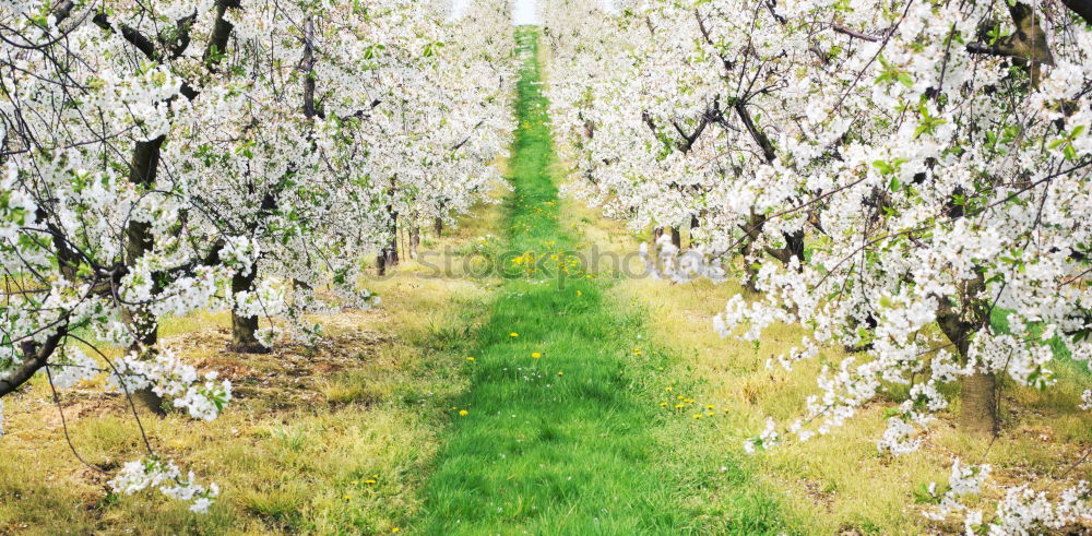 Similar – Fruit trees shine in a white spring dress