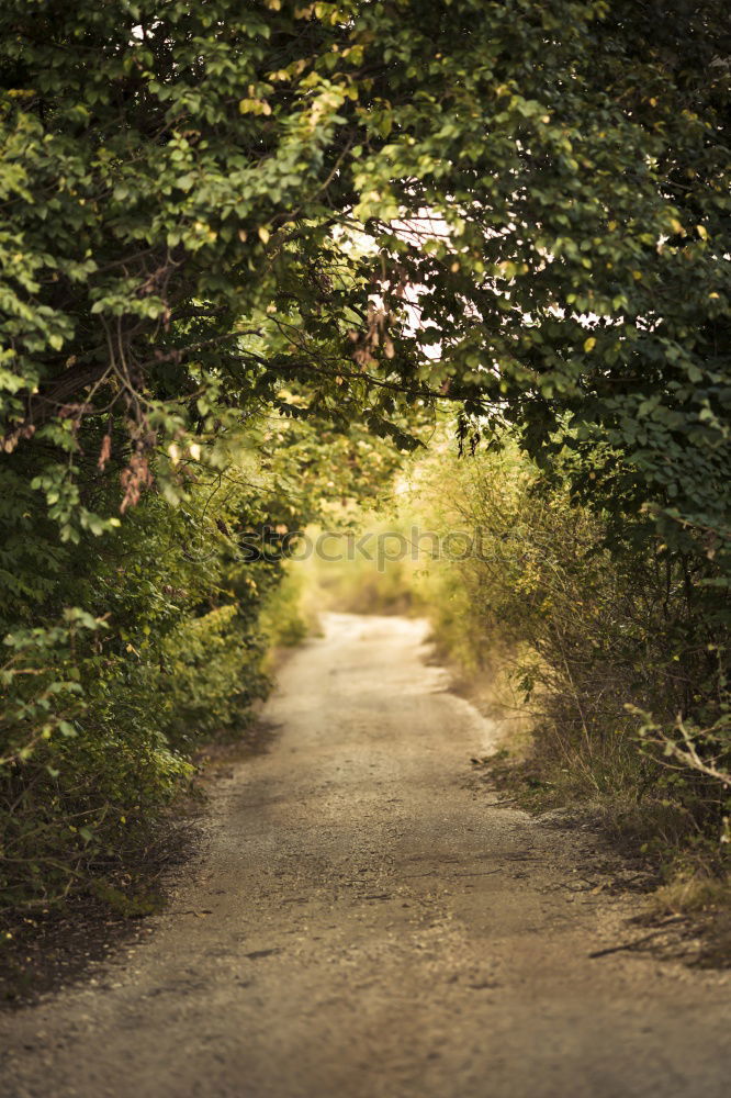 Similar – Image, Stock Photo Continue Trip Hiking Legs