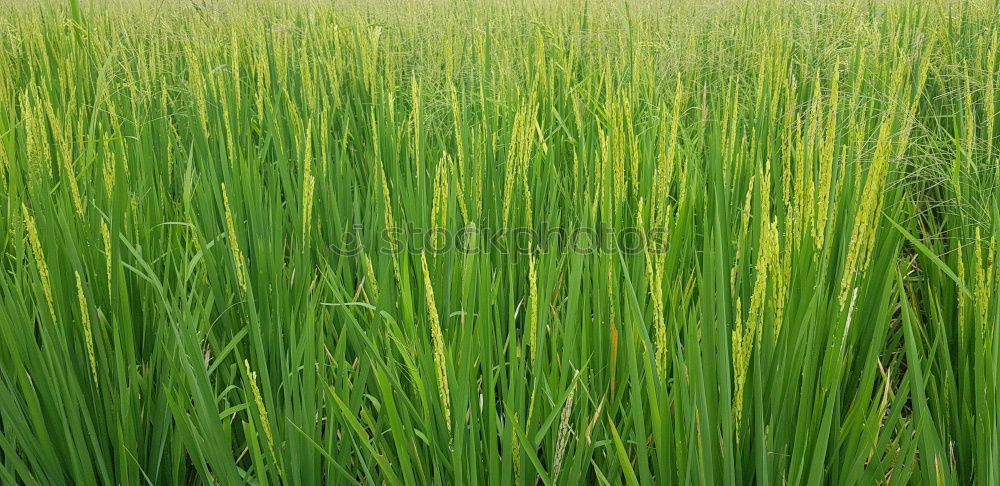 Similar – Image, Stock Photo cornfield Nature Animal