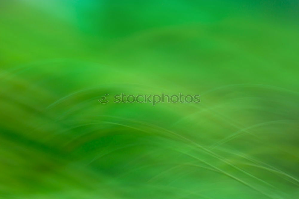 Similar – Image, Stock Photo Blades of grass