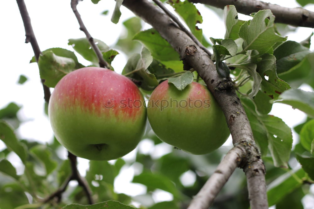 Similar – Red apples tree Fruit