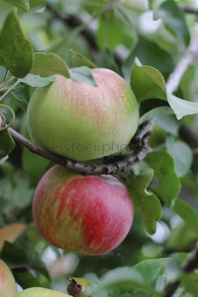 Similar – Image, Stock Photo soon… Fruit Apple Autumn