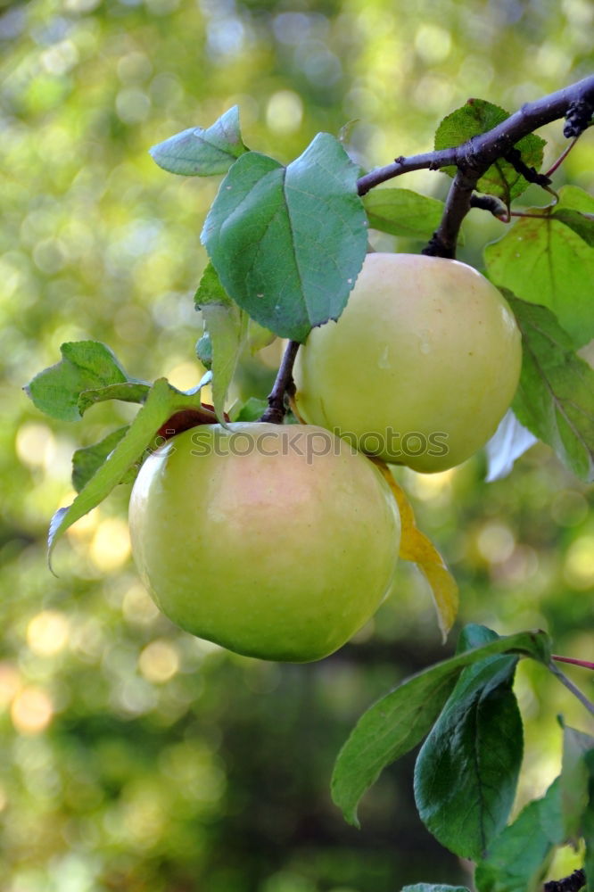 Similar – Image, Stock Photo soon… Fruit Apple Autumn