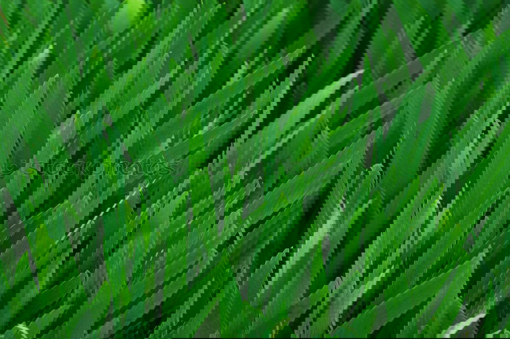 Similar – Foto Bild Spring Break. Frühling