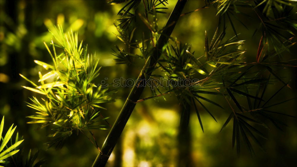 Similar – yellow and green Blossom