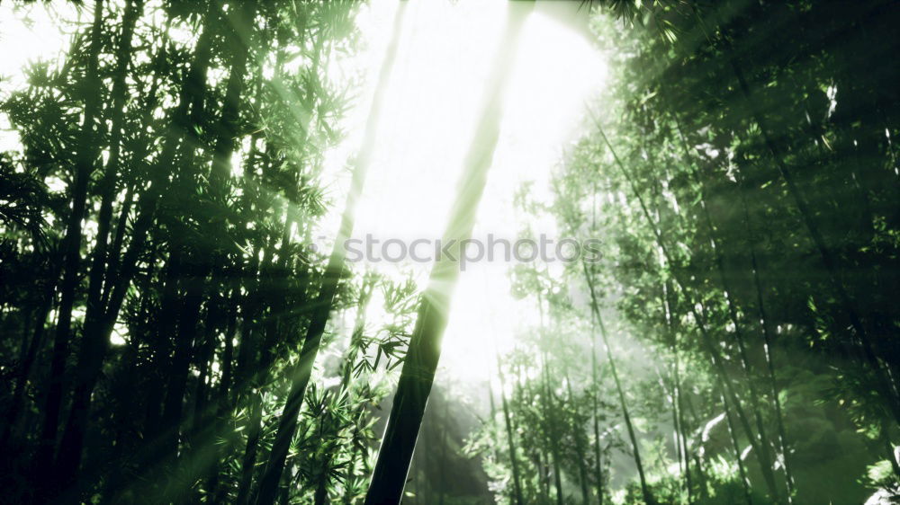 Similar – Forest light 2 Nature