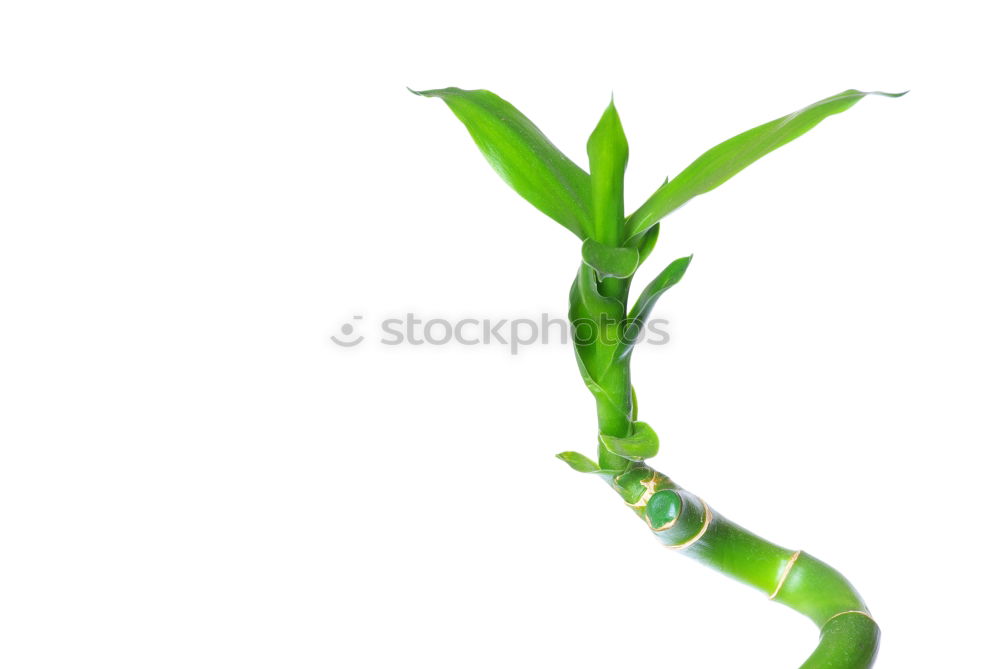 Similar – Image, Stock Photo bamboo Green Plant