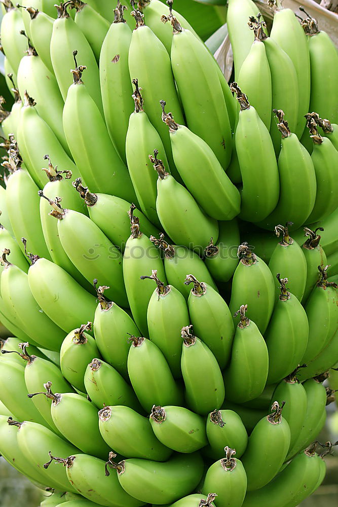 Similar – banana Banana Bushes Green