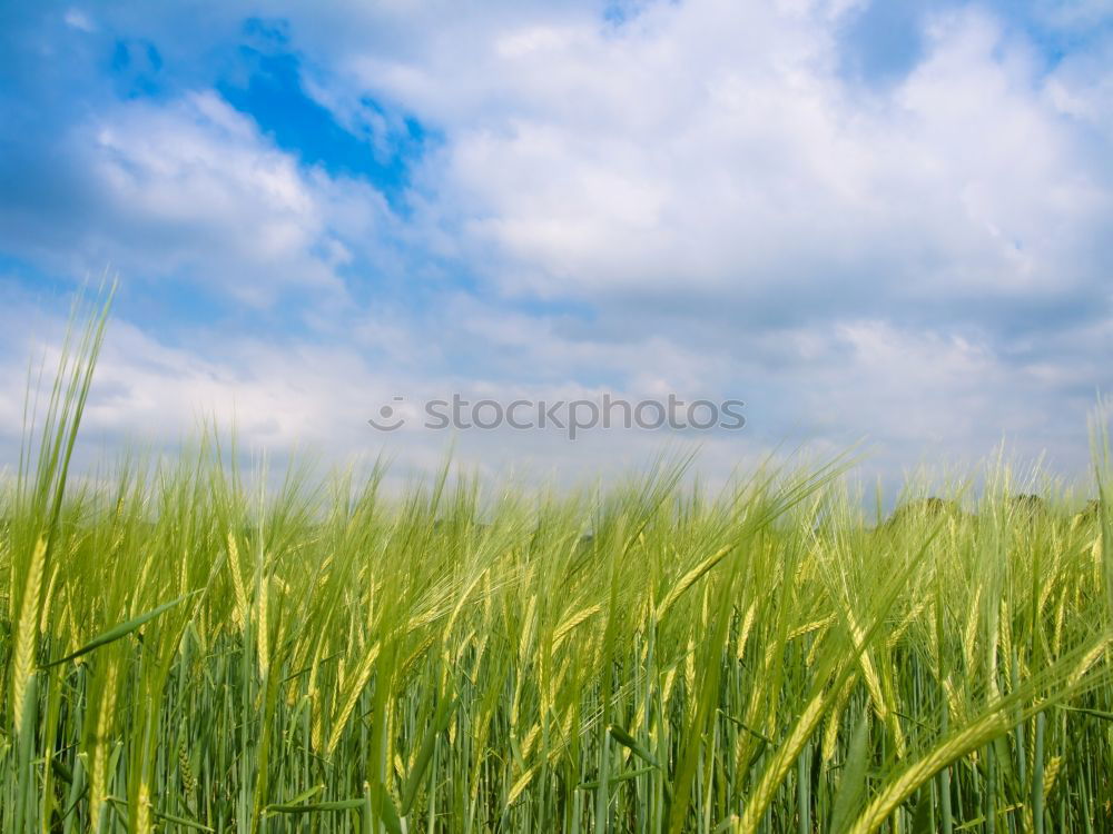 Similar – Wachstum Feld Reifezeit