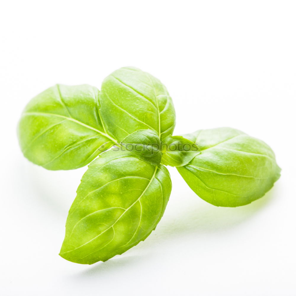 Similar – Basil / Basil Italy