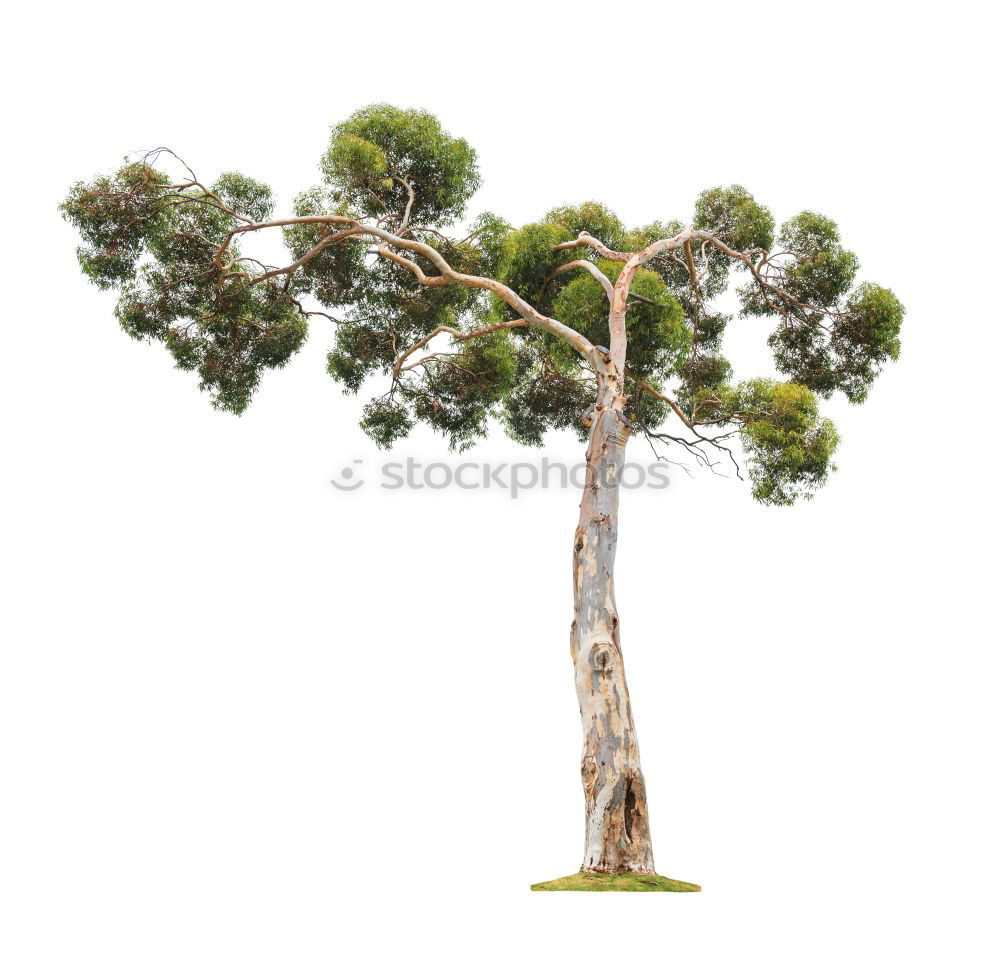 Similar – Image, Stock Photo Tree in the sky