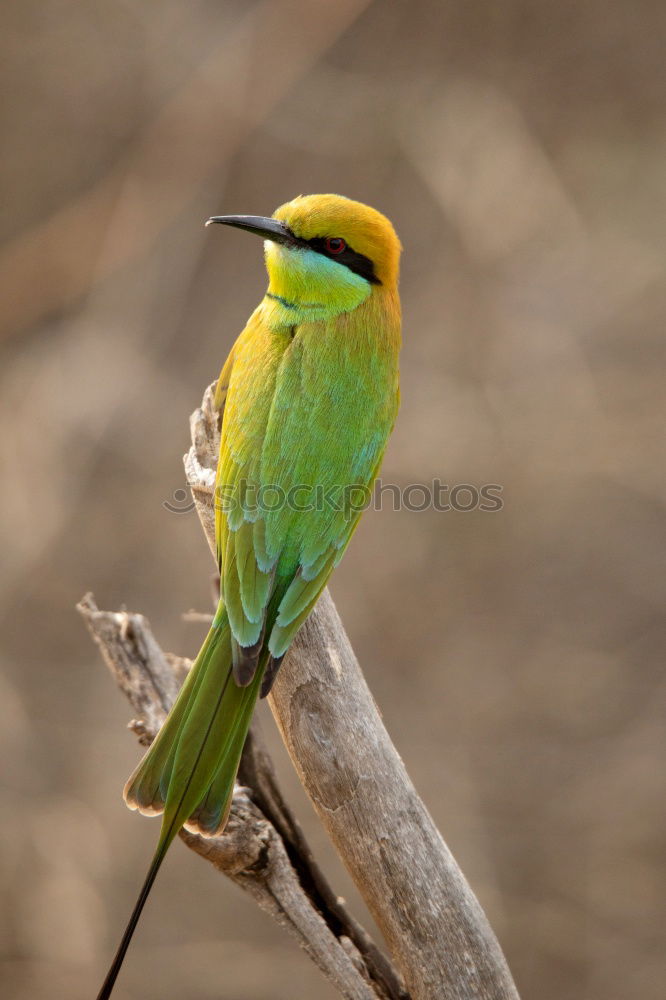 Similar – Image, Stock Photo Wonderful green bird on wood