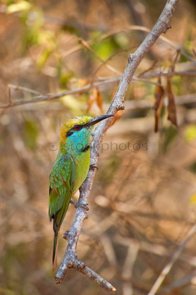 Similar – Image, Stock Photo Green Bee Eater