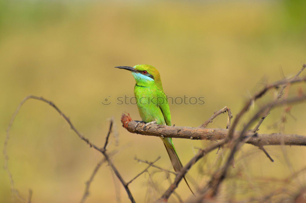 Similar – Image, Stock Photo hummingbird Environment