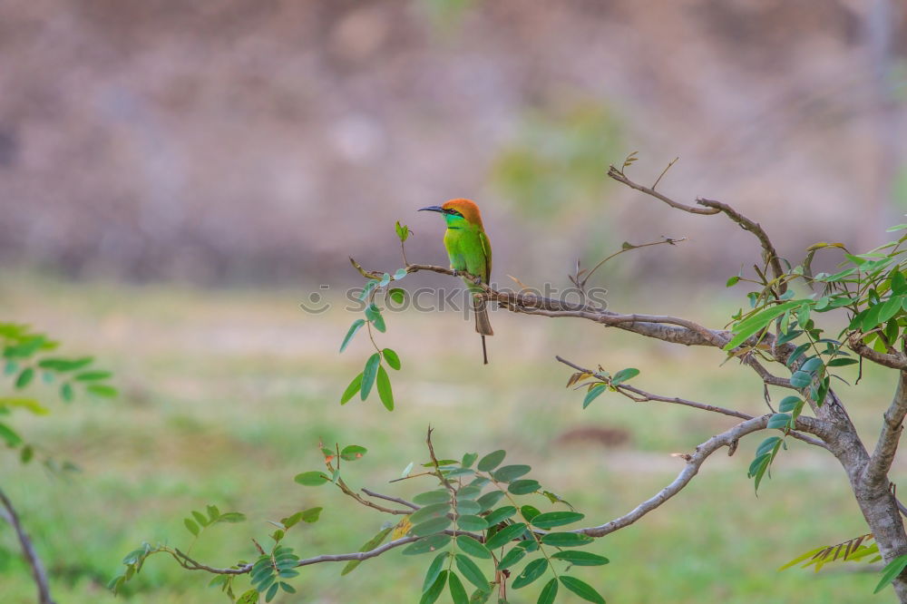 Similar – Image, Stock Photo Green Todi Animal 1 Brown