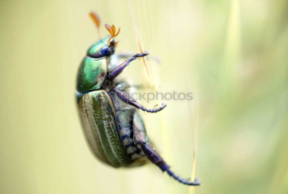 Similar – Image, Stock Photo Arrived at the viewpoint ( weevil ) 300.