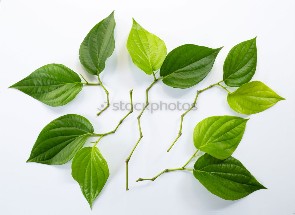 Similar – Image, Stock Photo Hedera helix Ivy String