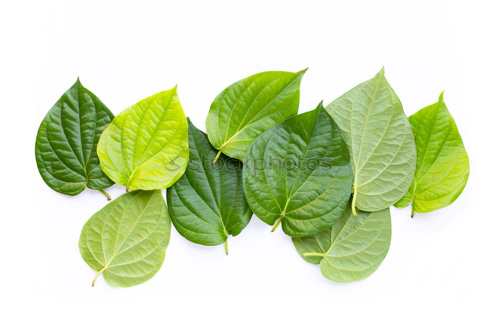 Similar – Image, Stock Photo Green leaves with drops of water