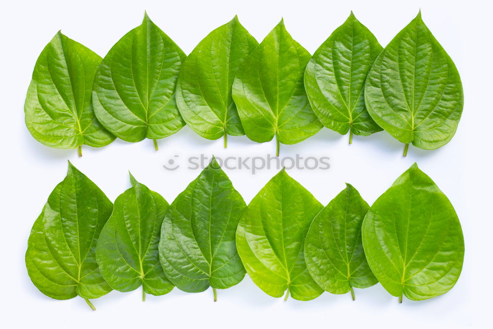 Similar – Image, Stock Photo Hedera helix Ivy String