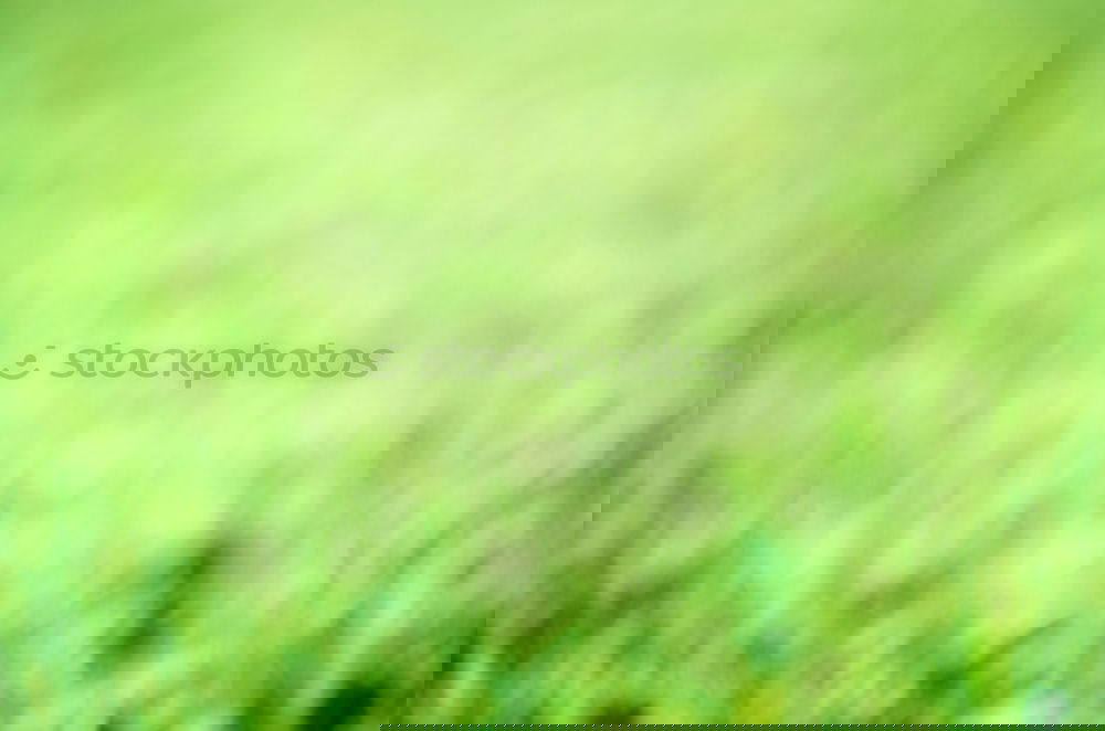 Similar – Image, Stock Photo morning dew Easter Nature