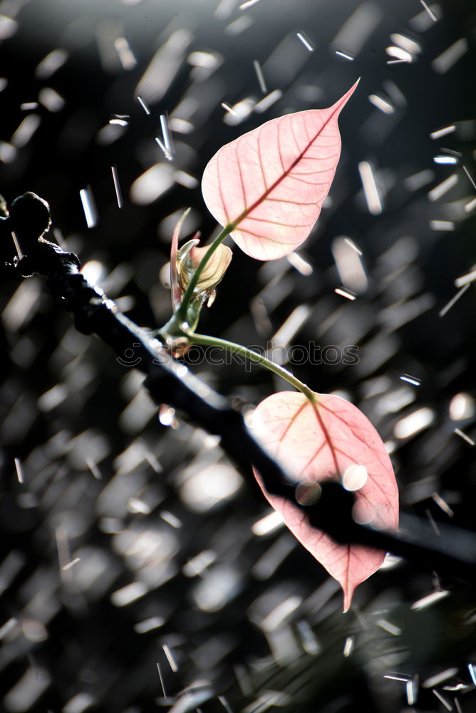 Similar – withered rose in old beer bottle with swing top on window