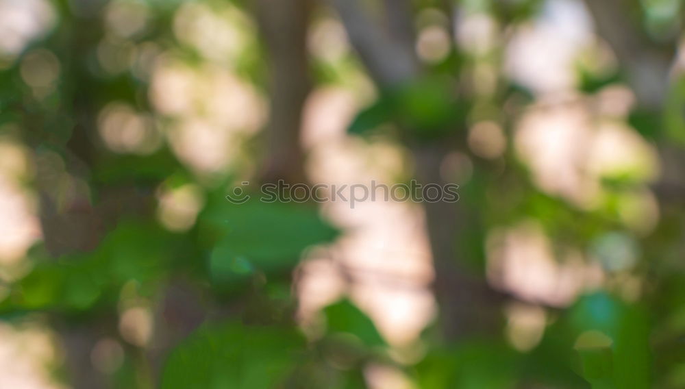 Similar – Image, Stock Photo foliage Newspaper