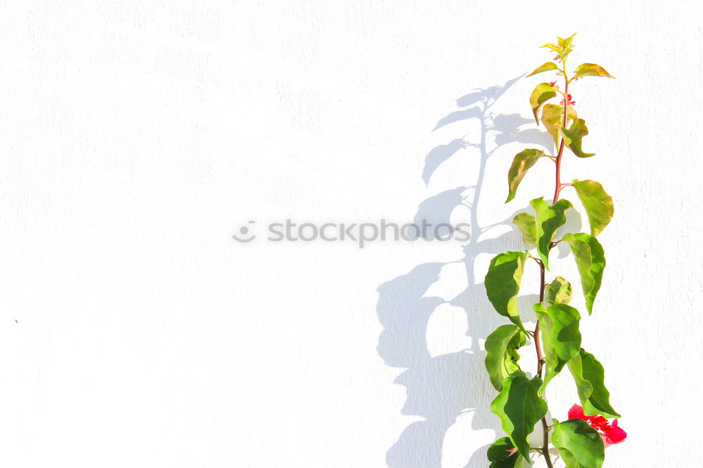 Similar – Image, Stock Photo cat burglar Autumn Plant
