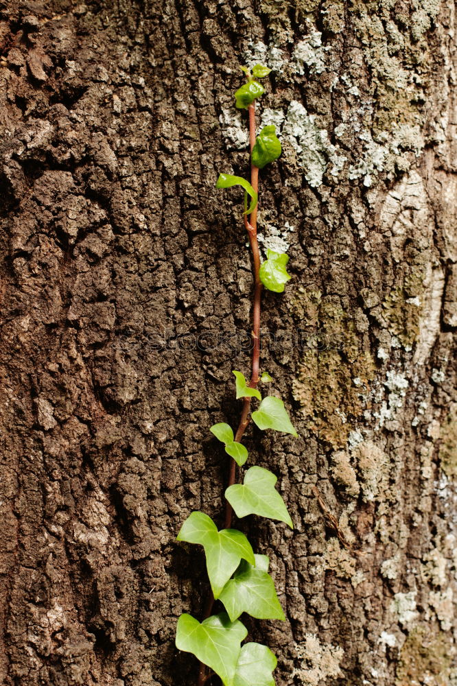 Similar – Foto Bild efeu Sträucher Baum Geäst