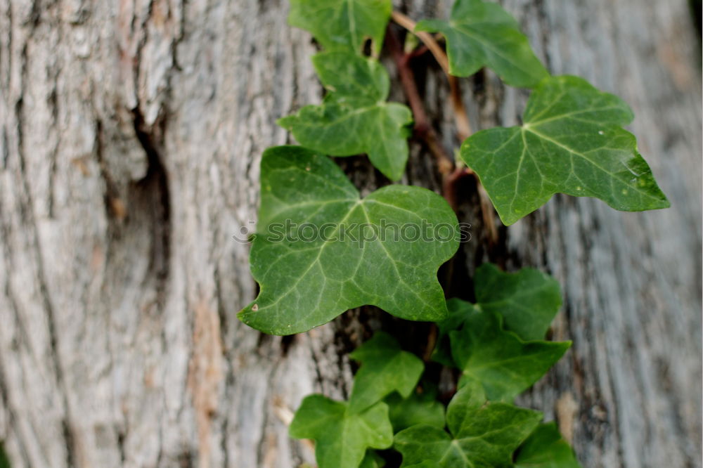 Similar – Image, Stock Photo Ivy Nature Plant Summer