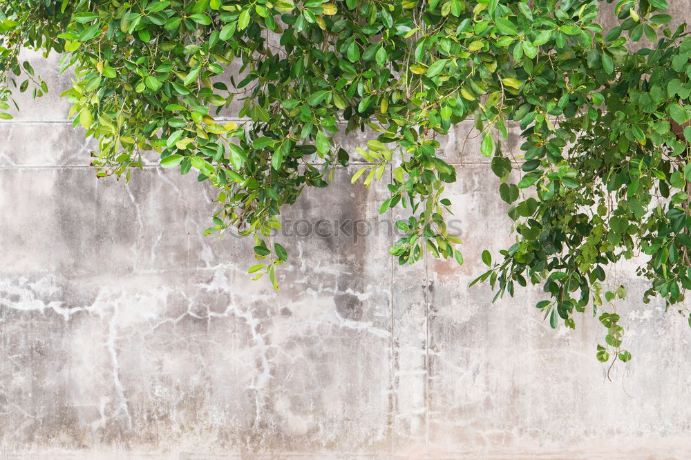 Similar – Image, Stock Photo roof garden Well-being