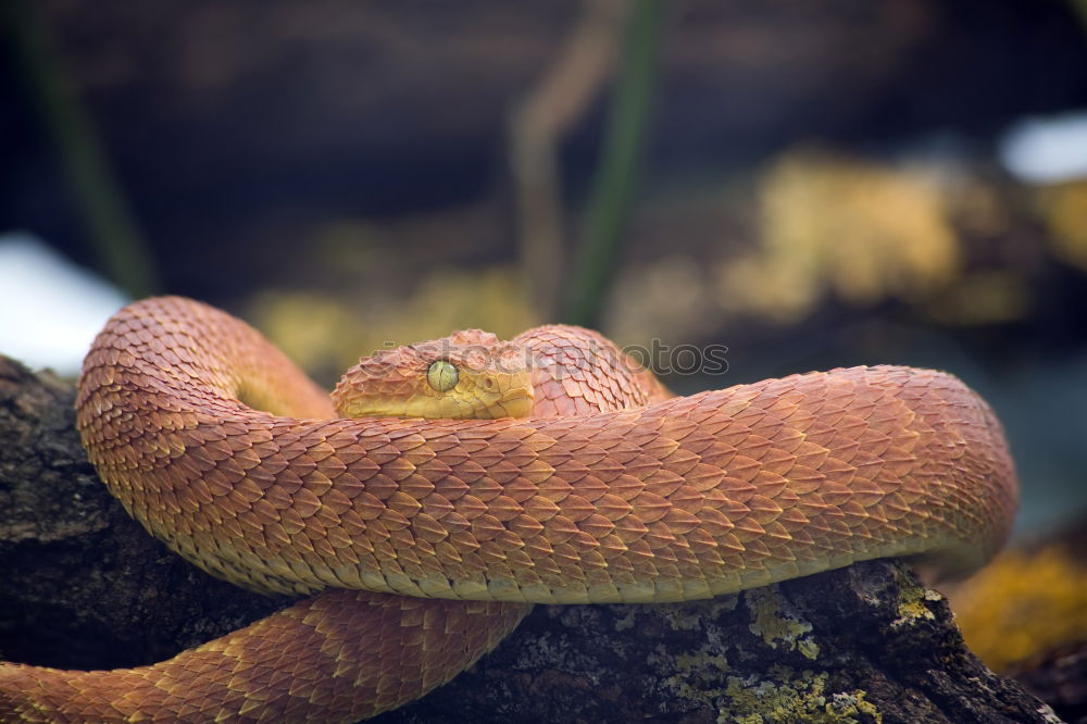 Similar – Image, Stock Photo snake’s eye Environment